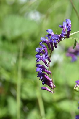 Vetch sp