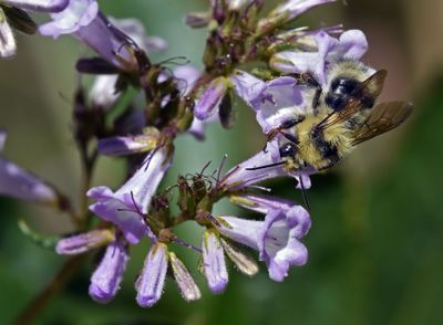 Bumblebee sp 1456.JPG