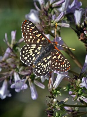 Checkerspot 1454.JPG