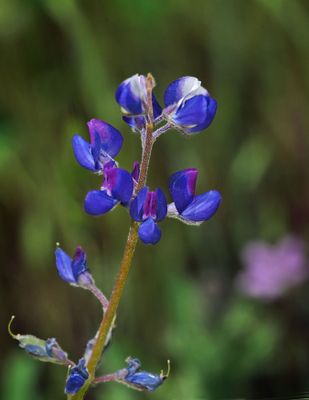Miniature Lupine, Lupinus bicolor