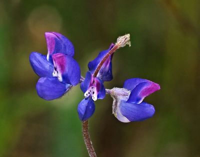 Miniature Lupine, Lupinus bicolor