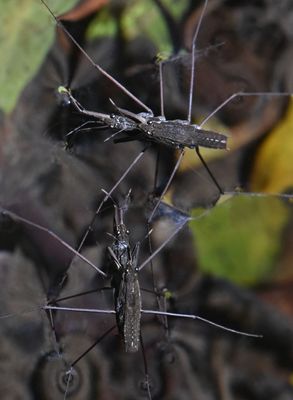 Gerridae: Water Bugs