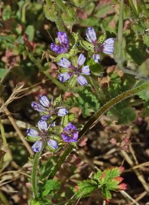 Geraniaceae: Geranium, Erodium