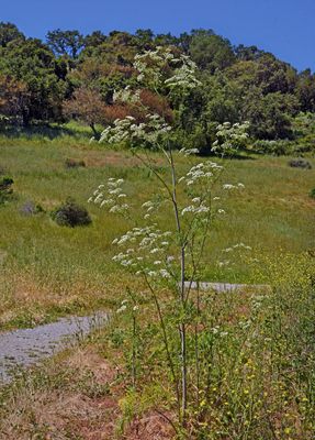 Poison Hemlock, Conium maculatum