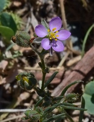 Caryophyllaceae: Pinks, Chickweeds, Sand-spurrey