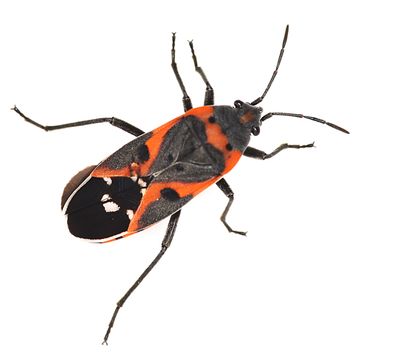 Small Milkweed Bug, Lygaeus kalmii
