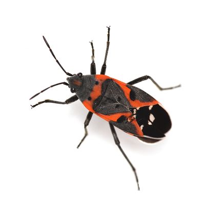 Small Milkweed Bug, Lygaeus kalmii