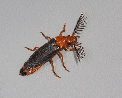 Phengodidae: Glowworm Beetles
