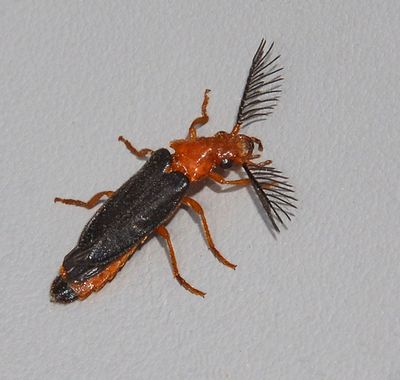 Phengodidae: Glowworm Beetles