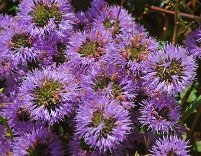 Coyote Mint, Monardella villosa