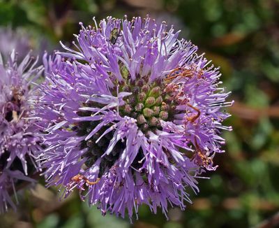 Coyote Mint, Monardella villosa