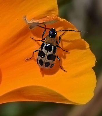 Chrysomelidae: Leaf Beetles