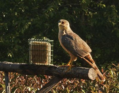 Cooper's Hawk