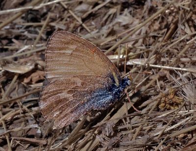 Hairstreak sp