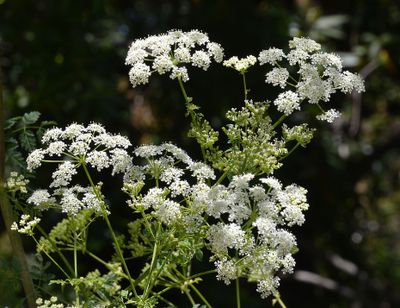 Poison Hemlock, Conium maculatum