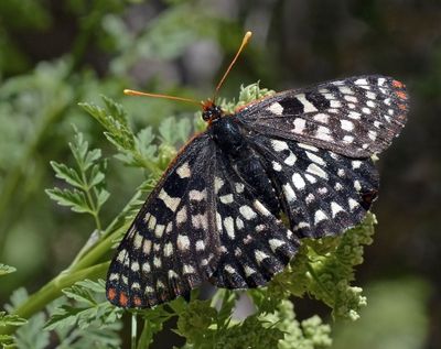 Variable Checkerspot 4749.JPG