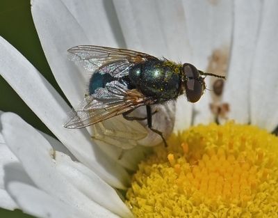 Calliphoridae: Blow Flies