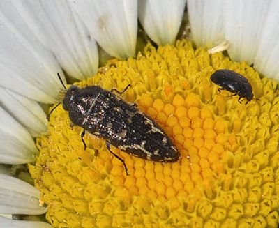 Beetles: Order Coleoptera