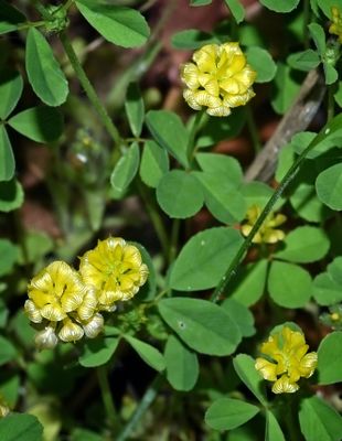 Hop Clover, Trifolium campestre