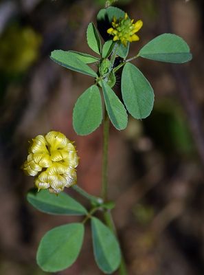 Hop Clover, Trifolium campestre