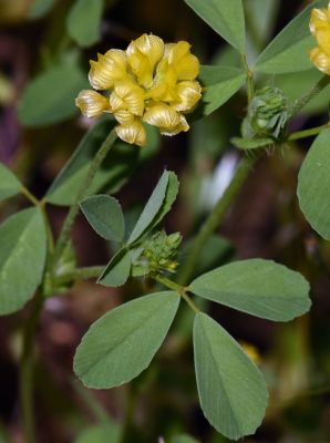 Hop Clover, Trifolium campestre