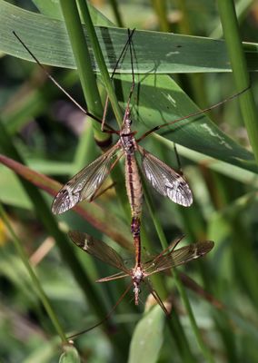 craneflies composite pair 1592.jpg