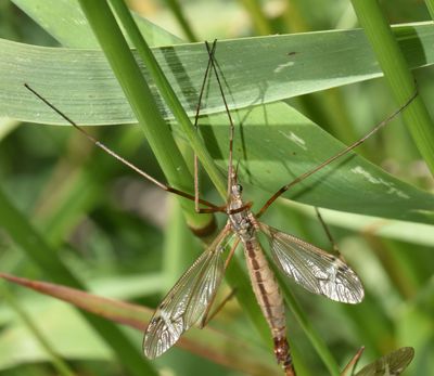 craneflies, female 1592.jpg
