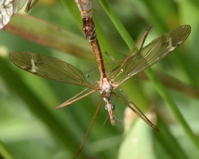 Tipulidae: Crane Flies