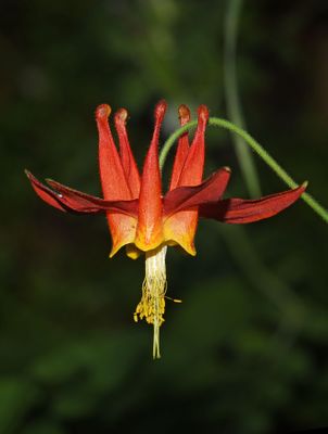 Crimson Columbine, Aquilegia formosa