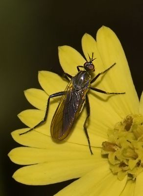 Empididae: Dance Flies
