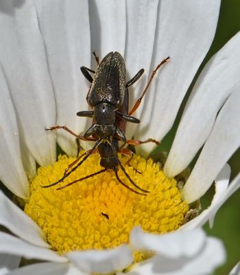 Cerambycidae: Longhorned Beetles