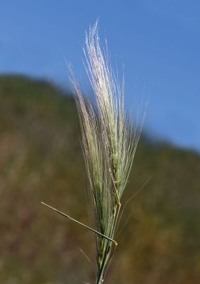 g13/89/829189/3/174690633.8d66135e.JPEG