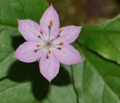 Myrsinaceae: Starflower, Pimpernel
