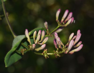 Honeysuckle, Lonicera hispidula