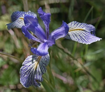 Iridaceae: Irises, Blue-eyed Grass