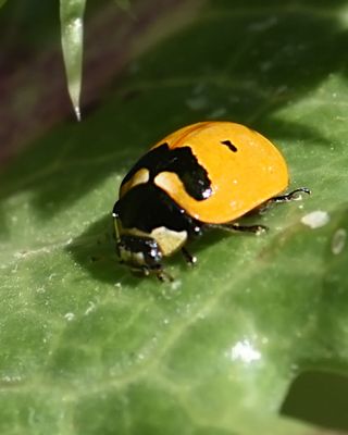 Lady Beetle sp 1528.JPG
