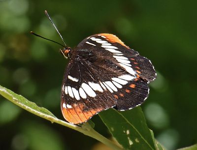 Nymphalidae: Admirals, Sisters, Buckeyes, Mourning Cloaks