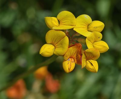 Lotus sp