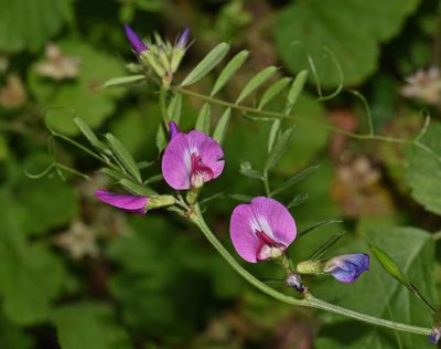 vetch