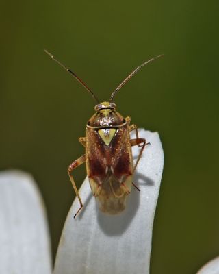 Miridae: Plant Bugs