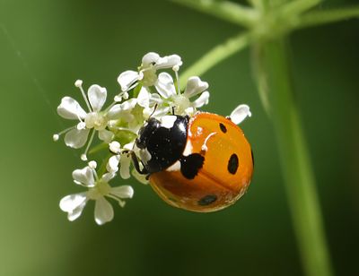 Seven-spotted Lady Beetle 1696.JPG