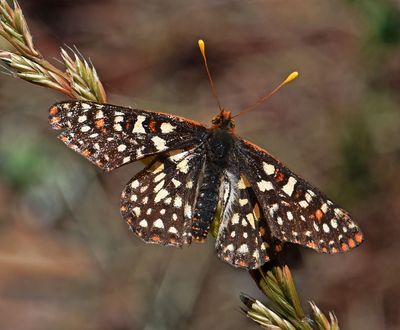 Nymphalidae: Checkerspots and Crescents