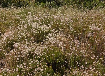 California Buckwheat, Eriogonum fasciculatum
