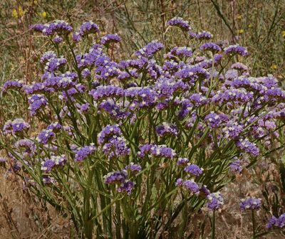 Statice, Limonium 4786.JPG