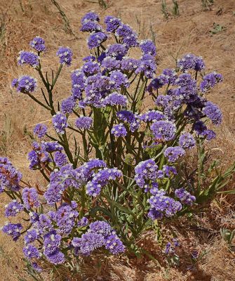 Statice, Limonium 4788.JPG