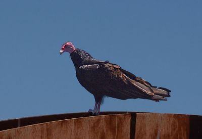 Turkey Vulture