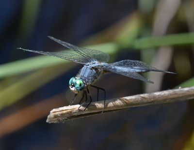 Blue Dashers