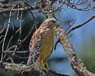 Red-shouldered Hawk
