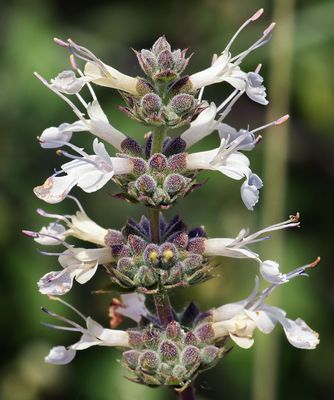 Black Sage, Salvia mellifera