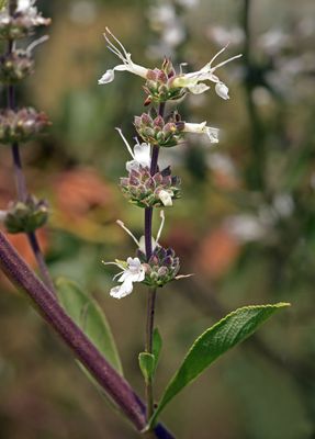 Black Sage, Salvia mellifera